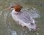 Smergo maggiore (Mergus merganser) © Angelo Pasqua