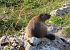 Marmotta (Marmota marmota) © Roberto Boscaini