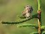 Prispolone (Anthus trivialis) © Roberto Boscaini