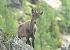 Alpine Ibex (Capra ibex) © Luigi Gennari