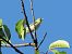 Wood Warbler (Phylloscopus sibilatrix) © Dimitri Marrone