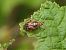 Deraeocoris ruber © Mirko Tomasi