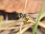 Philanthus triangulum © Mirko Tomasi