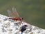 Trithemis annulata © Maria Rita Gelso