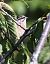 Zigolo muciatto (Emberiza cia) © Horand Maier