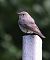 Pigliamosche (Muscicapa striata) © Horand Maier