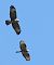 Falco pecchiaiolo (Pernis apivorus) © Horand Maier