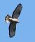 Falco pecchiaiolo (Pernis apivorus) © Horand Maier