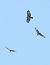 Buse variable  - Horand Maier