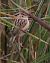 Beccamoschino (Cisticola juncidis) © Horand Maier