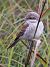 Averla piccola (Lanius collurio) © Horand Maier