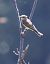 Pigliamosche (Muscicapa striata) © Horand Maier