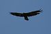 Aquila reale (Aquila chrysaetos) © Giuliana Pirotta