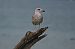 Gabbiano reale (Larus michahellis) © Marco Esposito