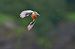 Martin pescatore (Alcedo atthis) © Marco Esposito