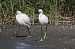 Garzetta (Egretta garzetta) © Marco Esposito