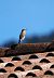 Culbianco (Oenanthe oenanthe) © Marco Esposito