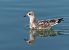 Gabbiano corallino (Ichthyaetus melanocephalus) © Nadia Barp