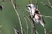 Red-backed Shrike (Lanius collurio) © Filippo Ferraioli