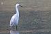 Garzetta (Egretta garzetta) © Filippo Ferraioli