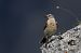 Pipit spioncelle (Anthus spinoletta) © Lorenzo Dalla Libera