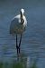 Airone bianco (Ardea alba) © Riccardo Sirna
