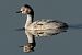 Svasso piccolo (Podiceps nigricollis) © Riccardo Sirna