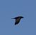 Corvo imperiale (Corvus corax) © Enrico Ferrari
