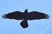 Corvo imperiale (Corvus corax) © Enrico Ferrari