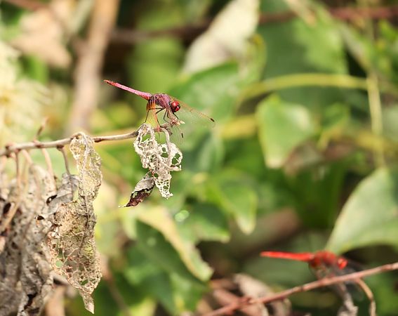 Trithemis annulata  - Alfonso Di Rienzo