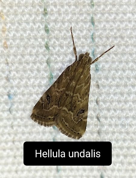 Heterocera sp.  - Giovanni Gambale
