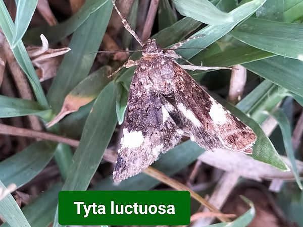 Heterocera sp.  - Giovanni Gambale