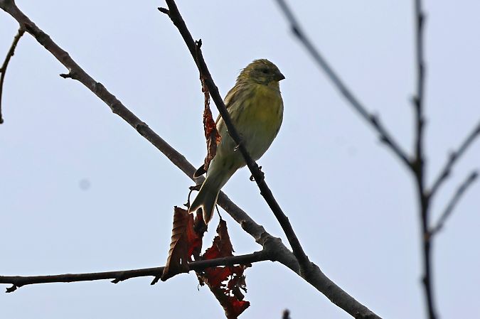 Serin cini  - Giuseppe Colombo
