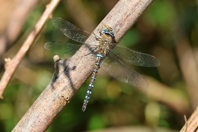 Aeshna mixta  - Giuseppe Colombo