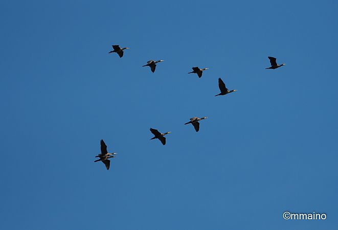 Cormorano  - Mario Maino