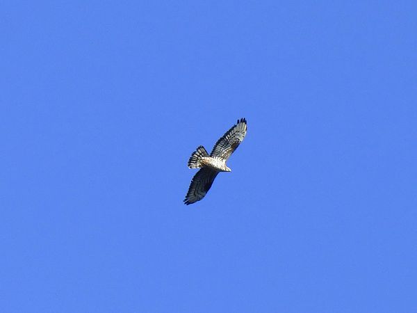 Falco pecchiaiolo  - Daniele Capello