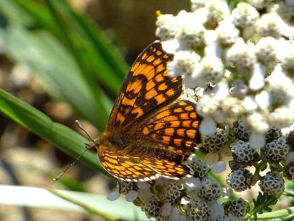 Melitaea celadussa  - Daniele Capello