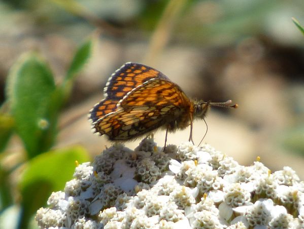 Melitaea celadussa  - Daniele Capello