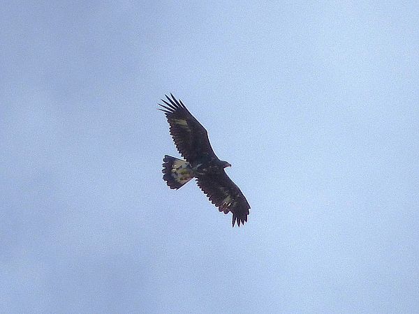 Aquila reale  - Daniele Capello