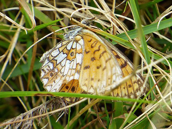 Boloria selene  - Daniele Capello