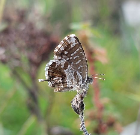 Cacyreus marshalli #  - Mika Hecker