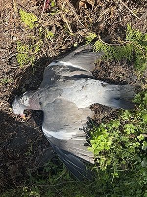 Pigeon ramier  - Giuseppe Nassi