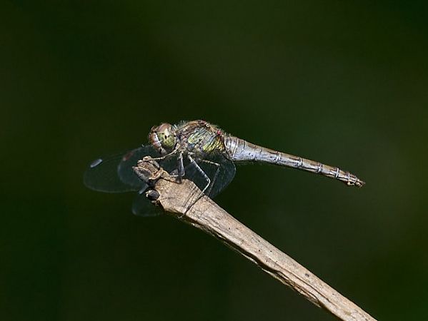 Sympetrum striolatum  - Giulio Piras
