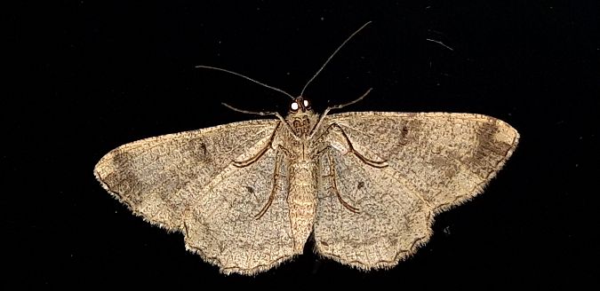 Peribatodes rhomboidaria  - Michele Cento
