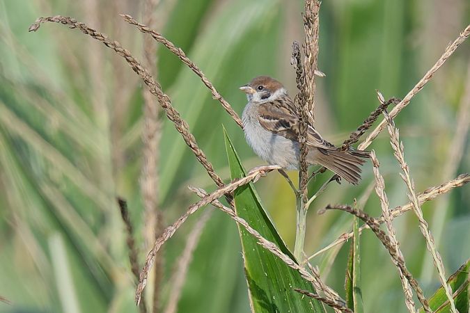 Passera mattugia 
