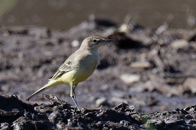 Cutrettola gialla 