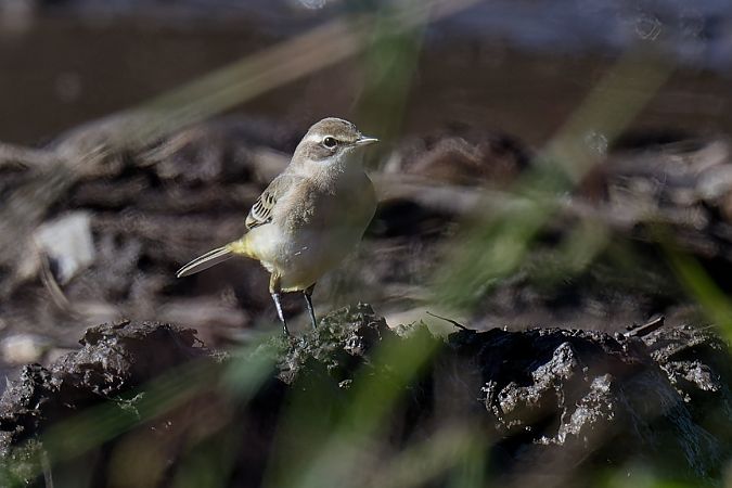 Cutrettola gialla 