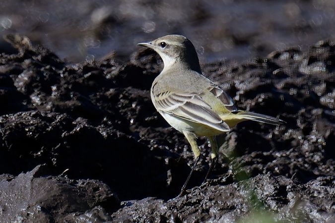 Cutrettola gialla 