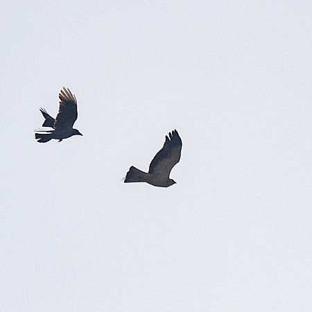 Aquila minore  - Luca Milione