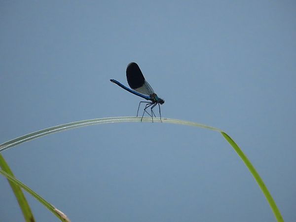 Calopteryx splendens  - Laura Falcinelli